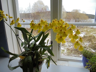 orkidea marraskuu 19.JPG