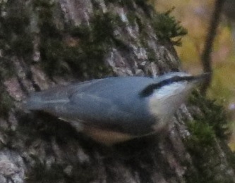 siteur1.jpg